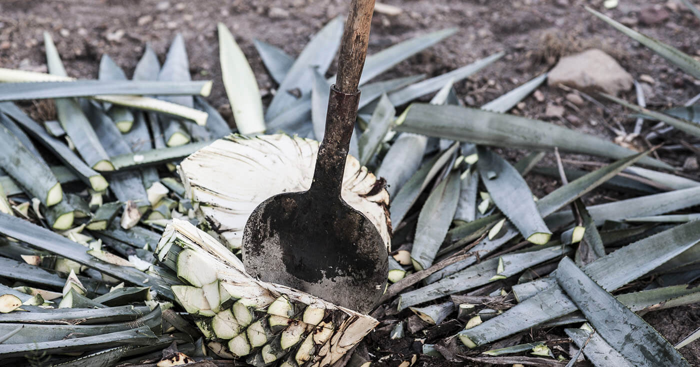 Die Welt der Agave: Von Mezcal bis Tequila