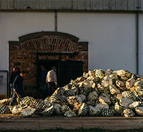 Die Welt der Agave: Von Mezcal bis Tequila